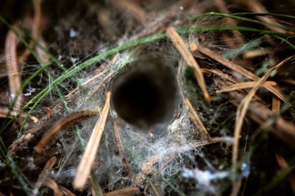 Funnel spider web