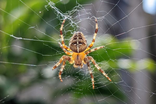 Garden spider in web