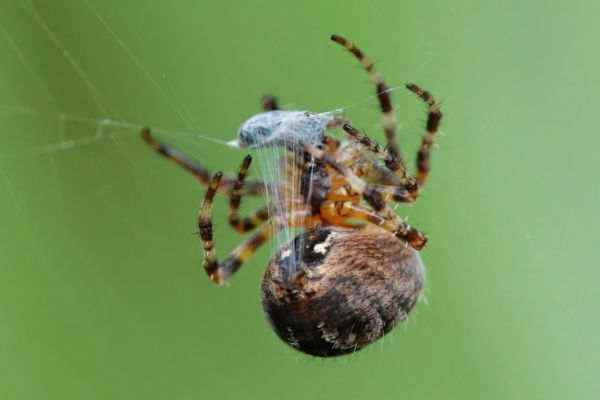 Garden spider wrapping prey