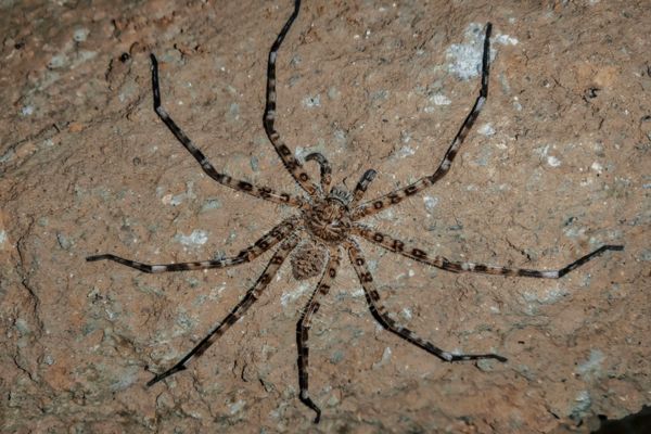 Giant huntsman spider