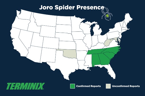 Joro spider presence