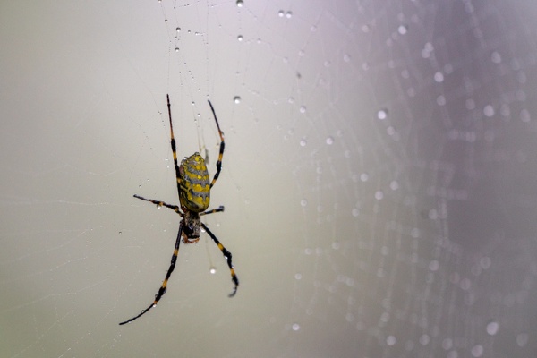 Joro spider web with water droplets