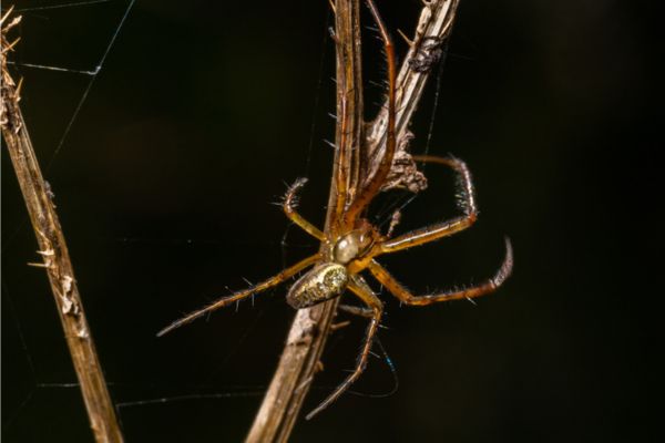 Sheet weaver spider