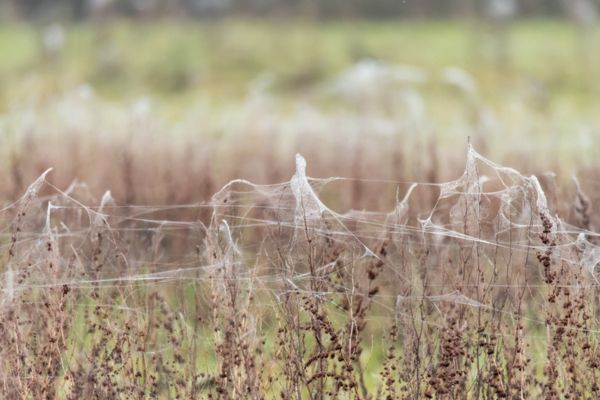 Spider sheep web