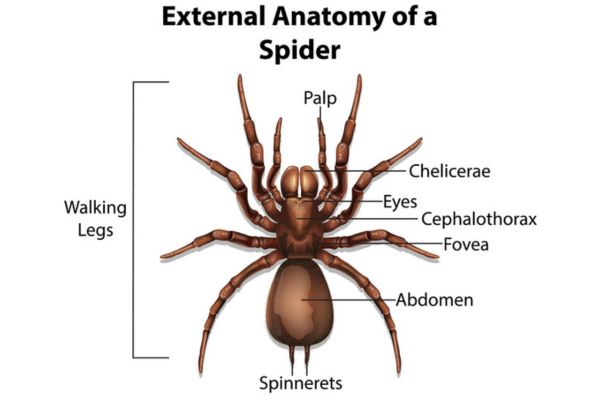 Spider anatomy