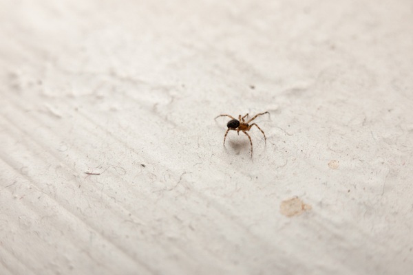 Spider crawling on white floor