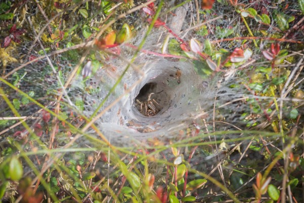 Spider funnel web