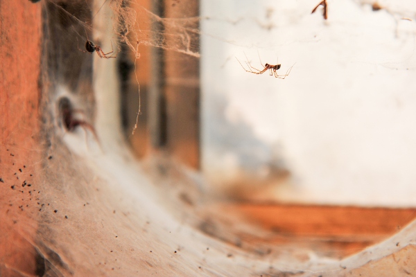 Spider infestation