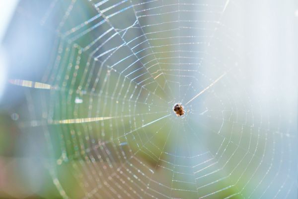 Spider on web