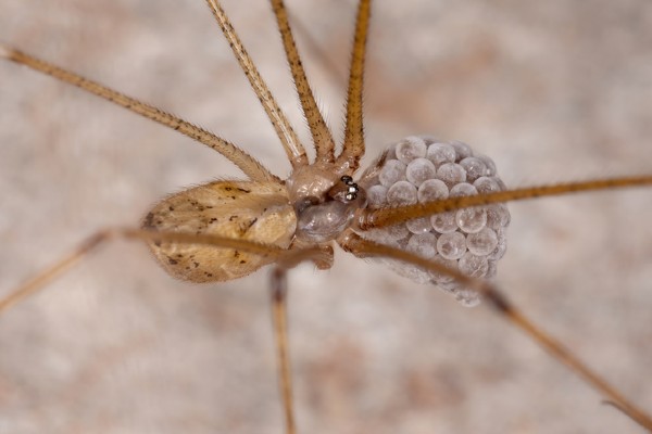 Spider protecting egg sac