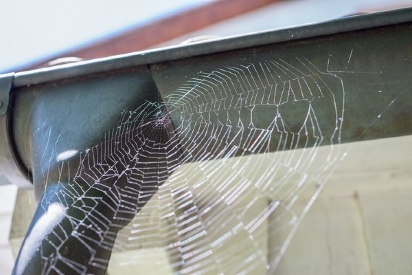 Spider web by garage door