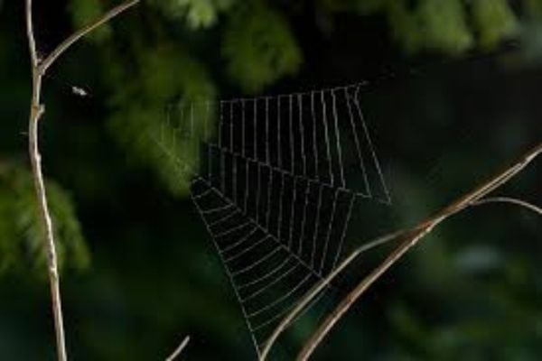 Spider web close up