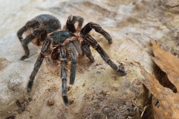 Tarantula crawling on rock