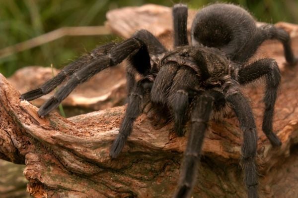 Tarantula upclose