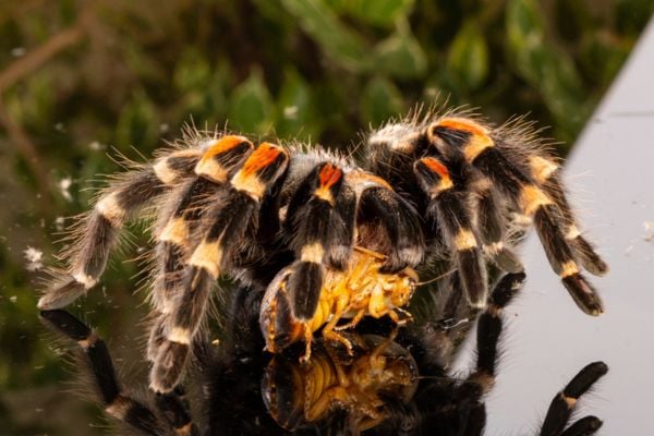 Tarantula yellow spots