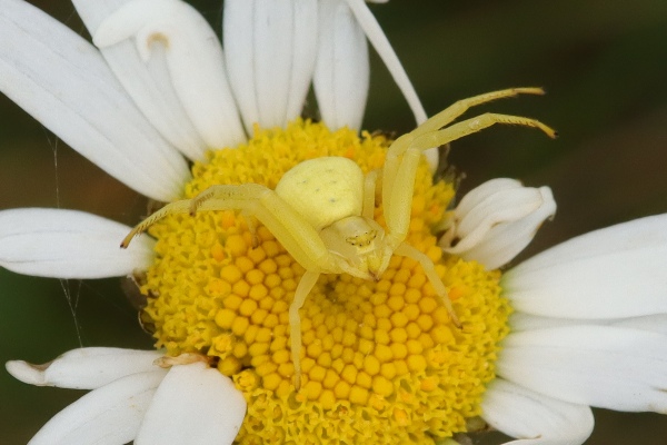 Crab spider camo