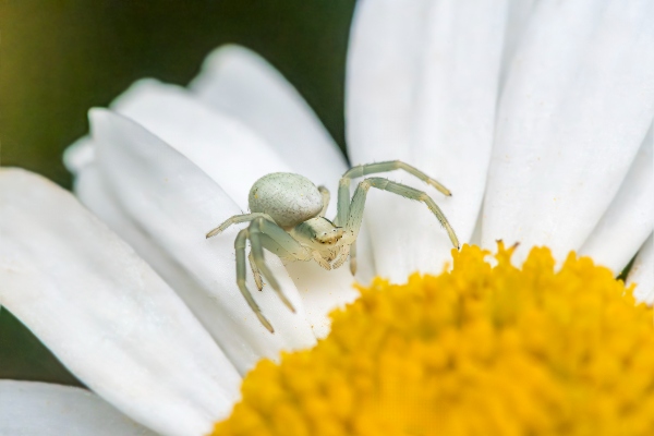 Crab spider on flower