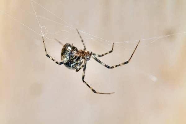 House spider