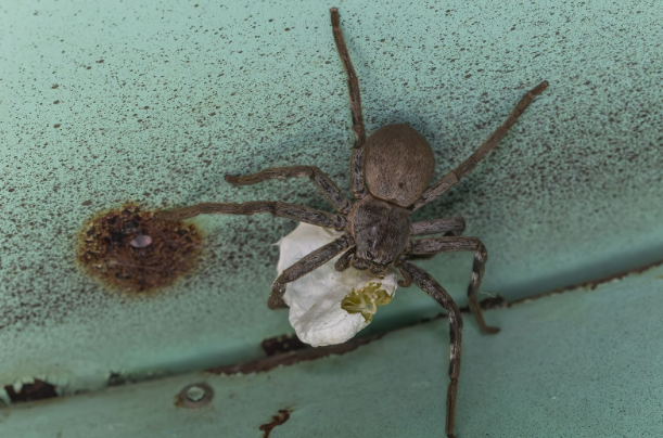 huntsman-spider-with-eggs