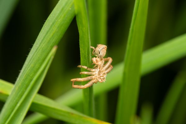 Spider molting