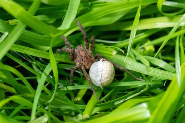 Venomous wolf spider