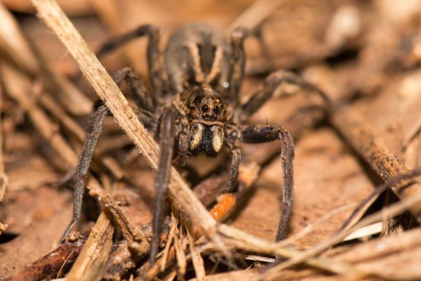 Wolf spider upclose