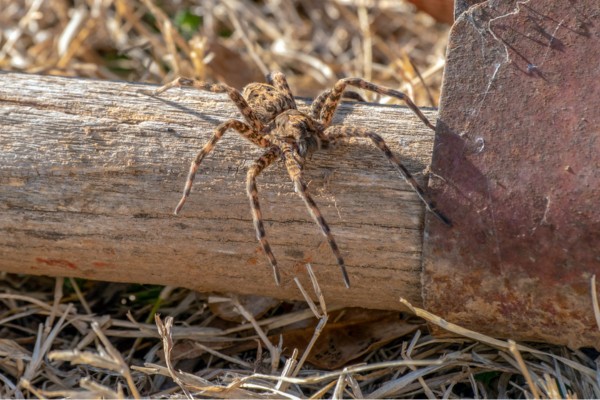 Wolf spider