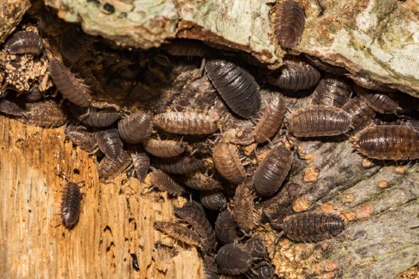 Woodlice
