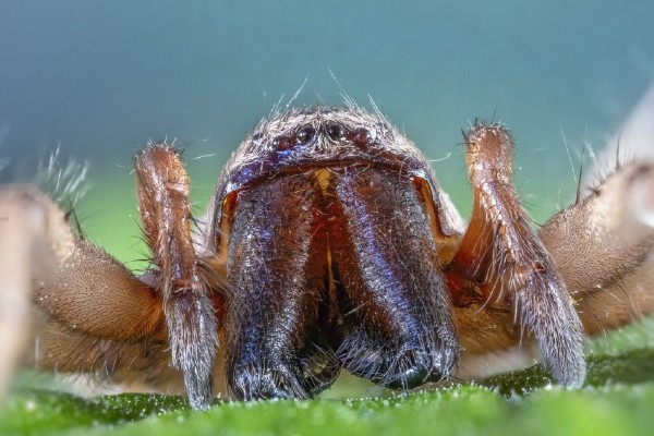Woodlouse spider