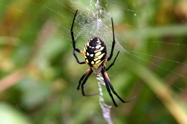Yellow garden spider