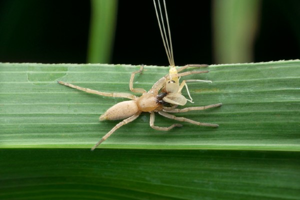 Yellow sac spider eating prey