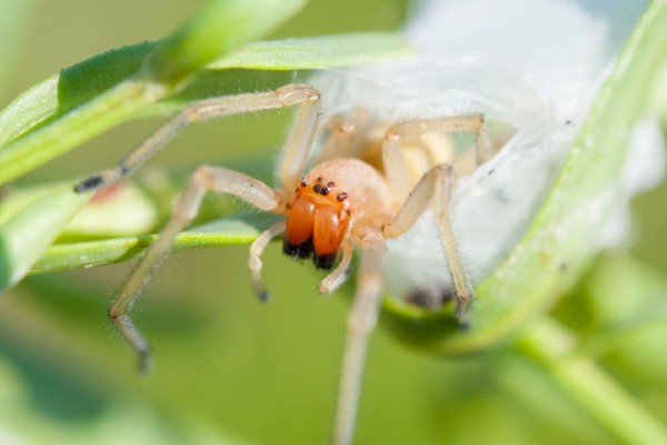 Yellow sac spider in silk web