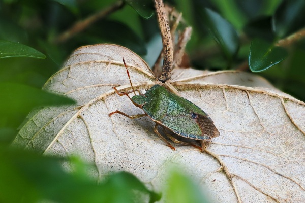 Green stink bug on a leaf