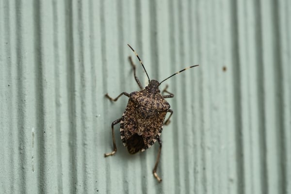 stink bug on a wall