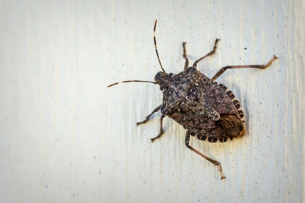 Stink bug overview