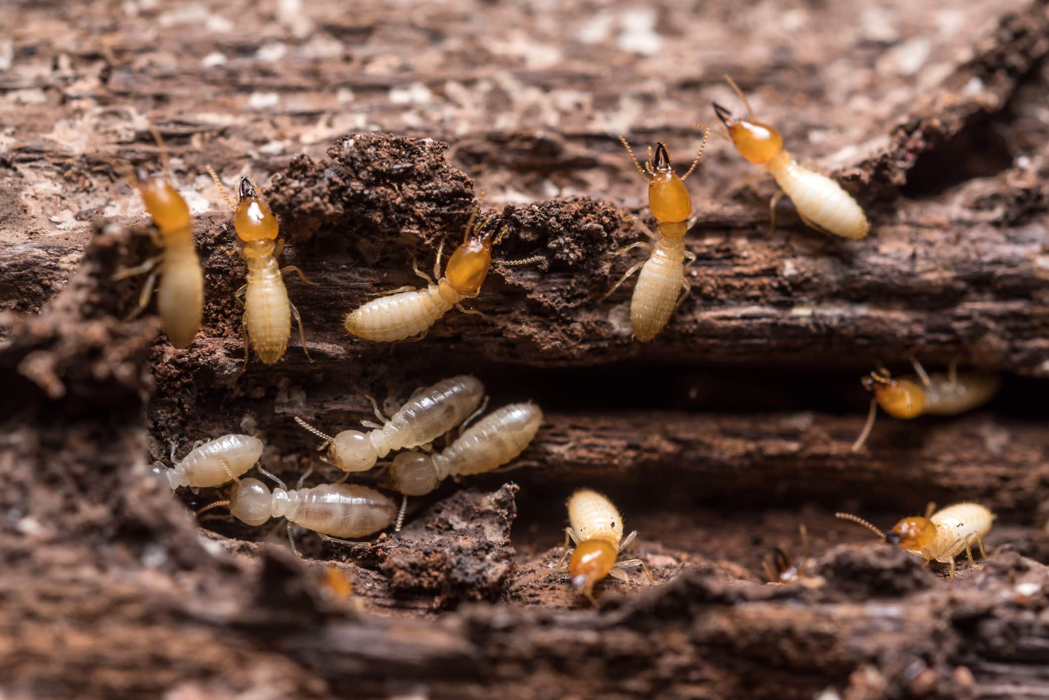 Termites on wood