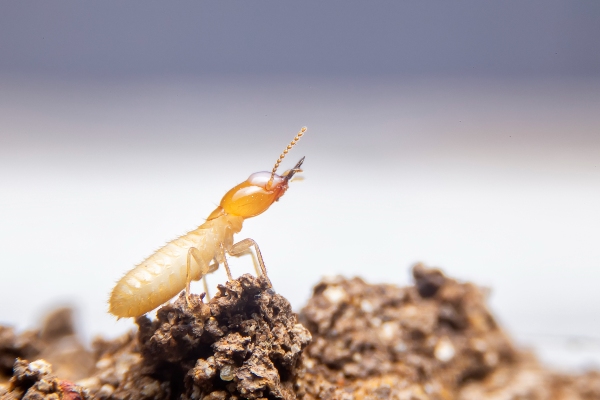 Termites on wood
