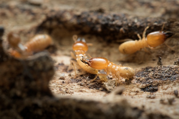 Termites in soil
