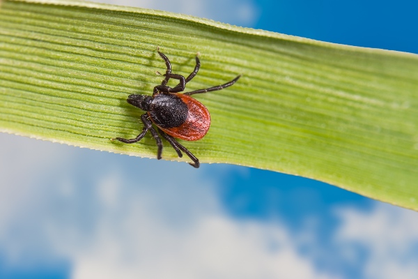 Black-legged tick on grass
