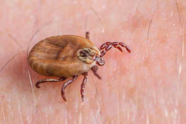 Brown-dogged tick on skin