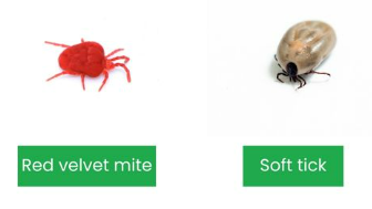 Red velvet mite vs soft tick