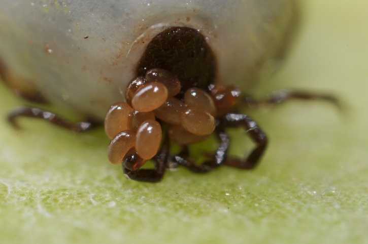 Tick Eggs