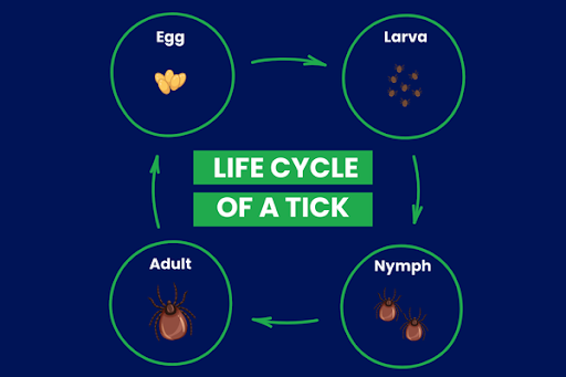 Tick life cycle