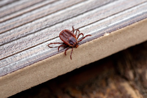 brown tick on a platform