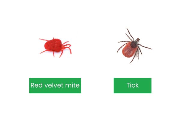 Tick vs Mite
