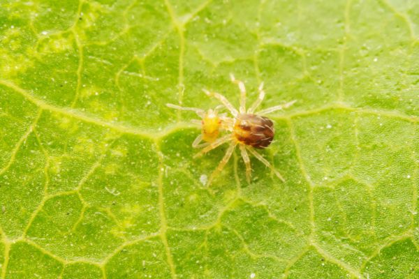 mealybugs
