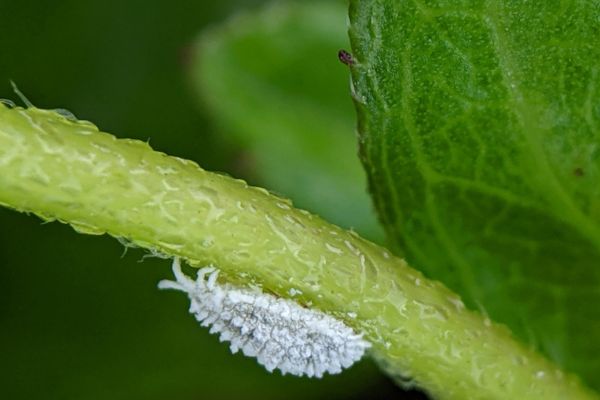 whiteflies