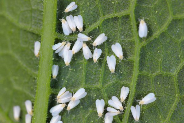 springtails