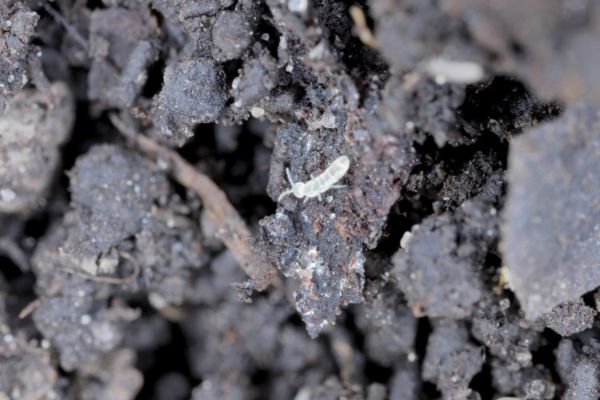aphids