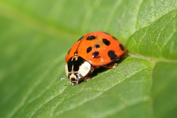 Asian lady beetle